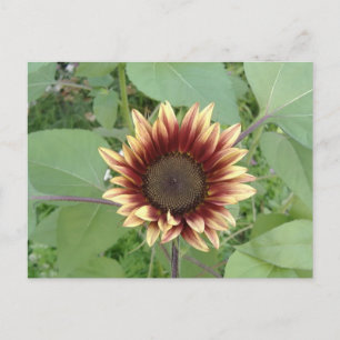 Strawberry Blonde Sunflower Postcard