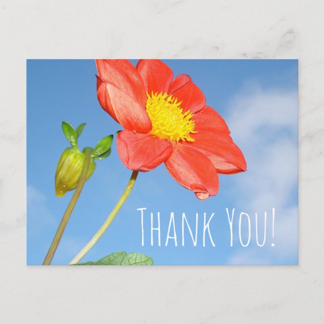 Strawberry blossom Thank You Postcard (Front)