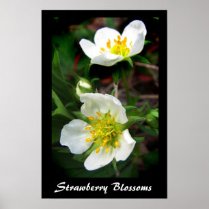 Strawberry Blossoms Poster
