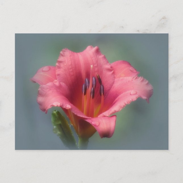 Strawberry Blue - Daylily Postcard (Front)