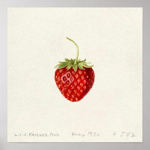 Strawberry (by Louis C.C. Krieger)  Poster