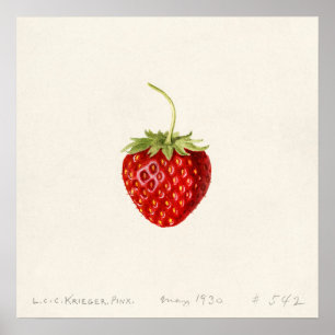 Strawberry (Fragaria) (1930) by Louis Charles Poster