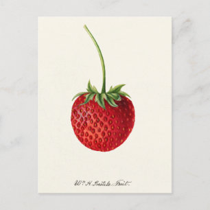 Strawberry (Fragaria) Fruit Watercolor Painting Postcard