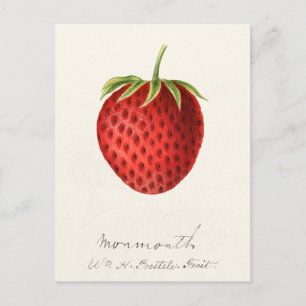Strawberry (Fragaria) Fruit Watercolor Painting Postcard