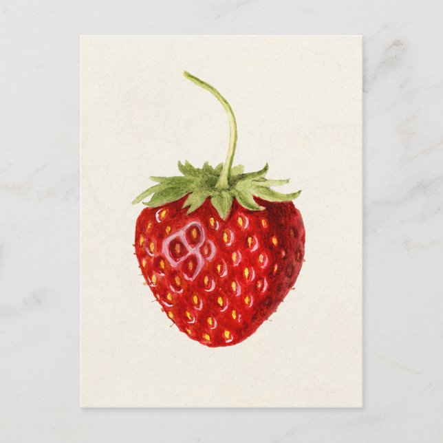 Strawberry (Fragaria) Fruit Watercolor Painting Postcard (Front)