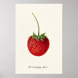 Strawberry (Fragaria) Fruit Watercolor Painting Poster