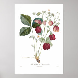 Strawberry,Fraisier de Montreuil Poster