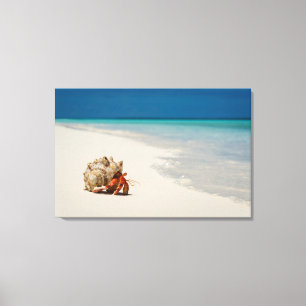 Strawberry Hermit Crab   Coenobita Perlatus Canvas Print