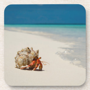 Strawberry Hermit Crab   Coenobita Perlatus Coaster