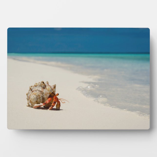 Strawberry Hermit Crab | Coenobita Perlatus Plaque (Front)