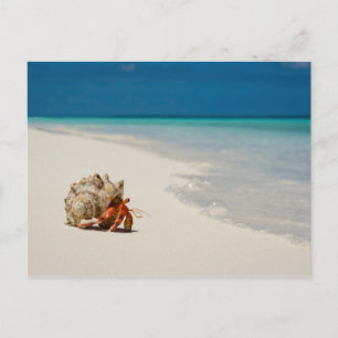 Strawberry Hermit Crab   Coenobita Perlatus Postcard
