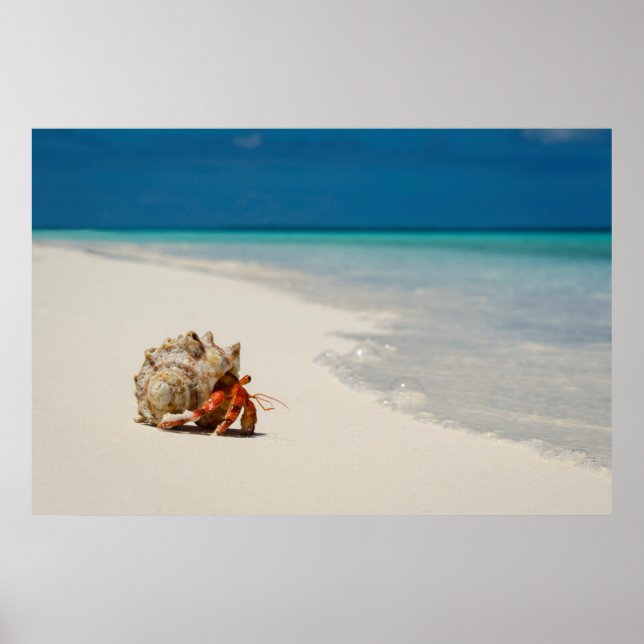 Strawberry Hermit Crab | Coenobita Perlatus Poster (Front)