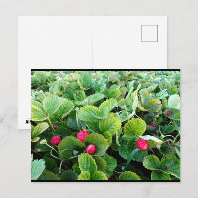 Strawberry Patch Postcard (Front/Back)