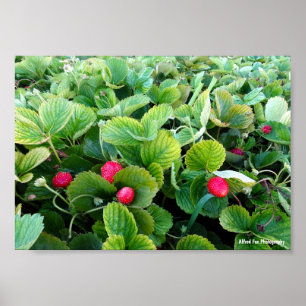 Strawberry Patch Poster