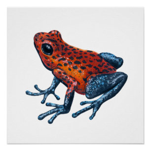 Strawberry Poison dart frog Poster