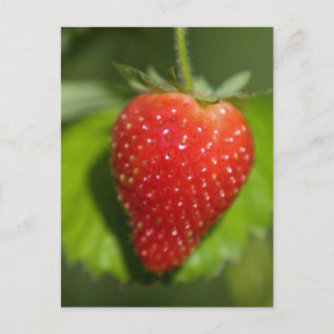 Strawberry Postcard