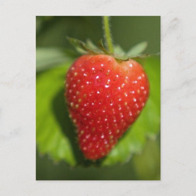 Strawberry Postcard (Front)