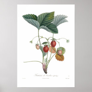 Strawberry Poster