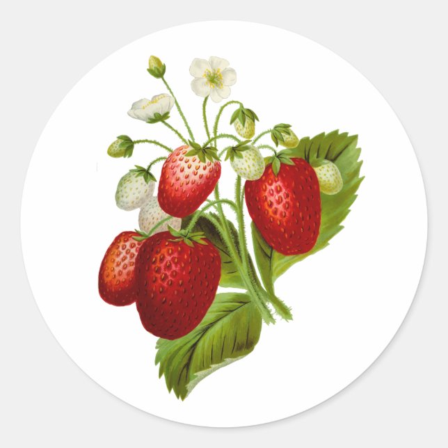 Strawberry Round Stickers Seals Strawberries (Front)