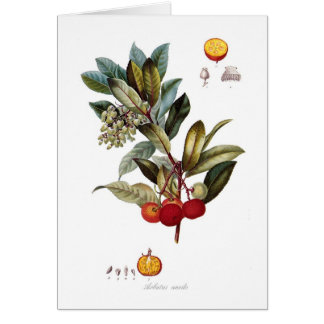 Strawberry tree (Arbutus unedo)