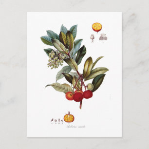 Strawberry tree (Arbutus unedo) Postcard