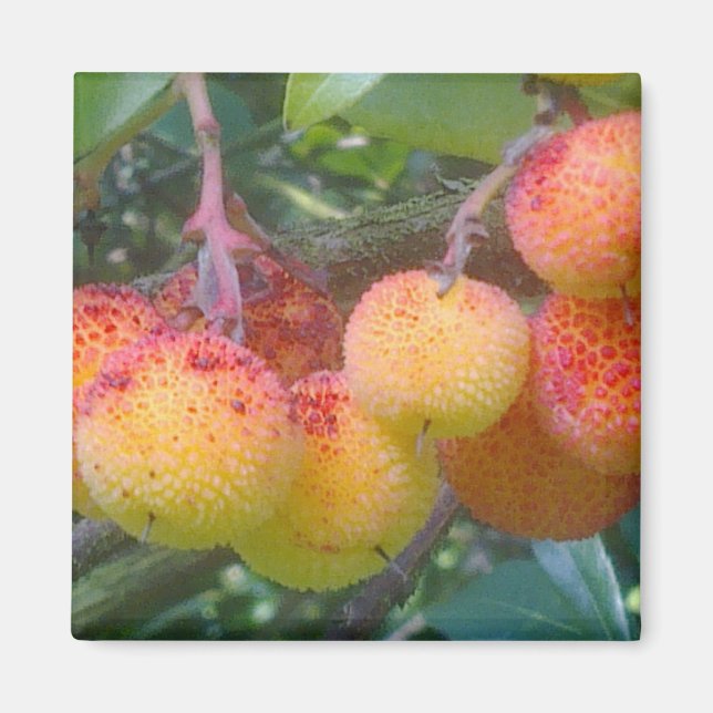 Strawberry Tree Fruit Magnet (Front)