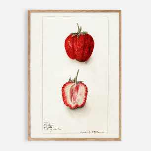 Strawberry vintage watercolor  poster