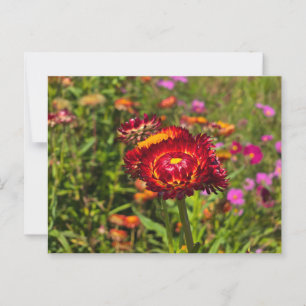 Strawflower garden postcard