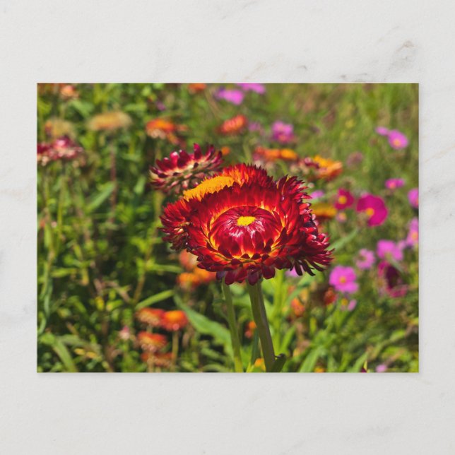 Strawflower garden postcard (Front)