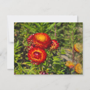 Strawflowers Postcard