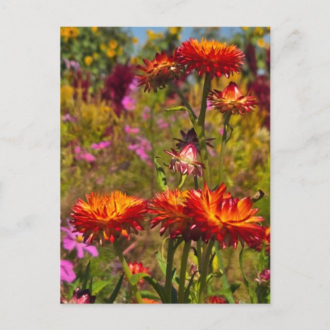 Strawflowers Postcard (Front)