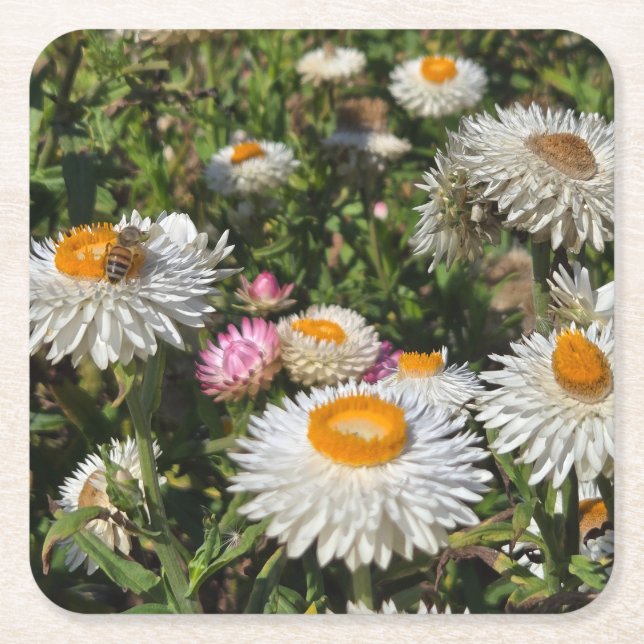 Strawflowers Square Paper Coaster (Front)