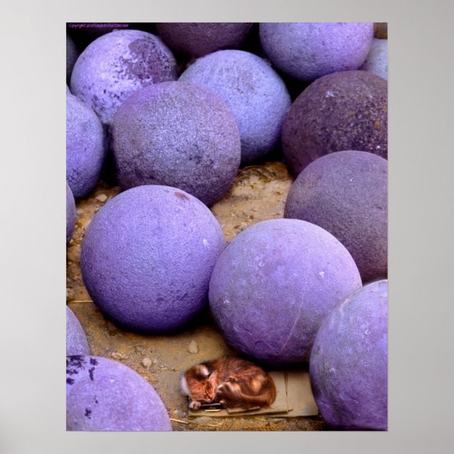 stray cat in the cannon balls poster (Front)