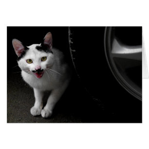 Stray Cat with Moustache