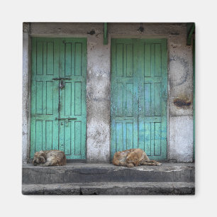 Stray dogs in front of dirty green doors magnet