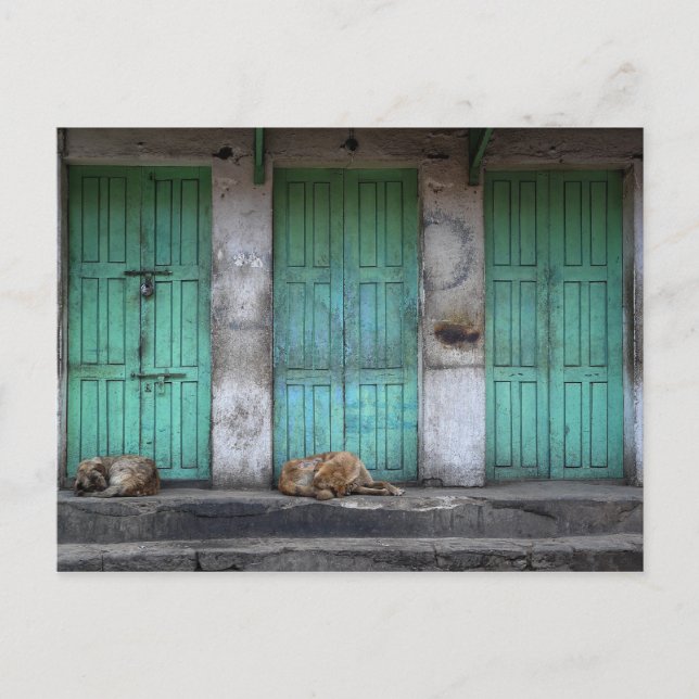 Stray dogs in front of dirty green doors postcard (Front)