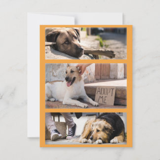 Stray Dogs Waiting for Adoption Postcrossing Postcard