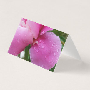 stray petal in the rain