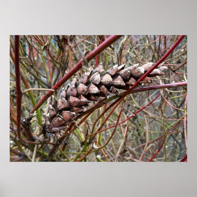 Strayed fir cone poster (Front)
