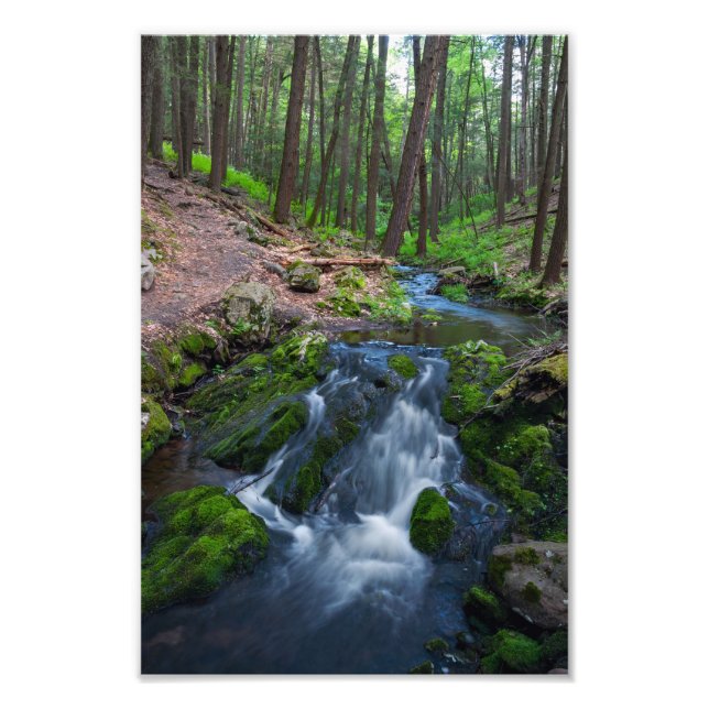 Stream Along the Trail  Photo Print (Front)