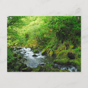 Stream at Springtime Postcard