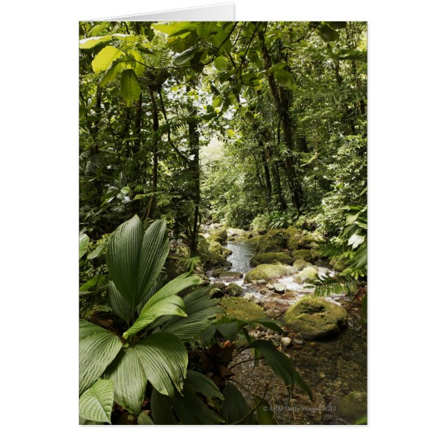stream in rainforest, Dominica (Front)