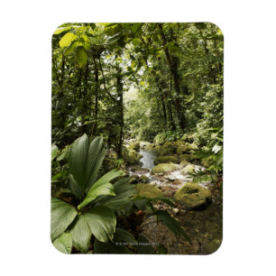 stream in rainforest, Dominica Magnet