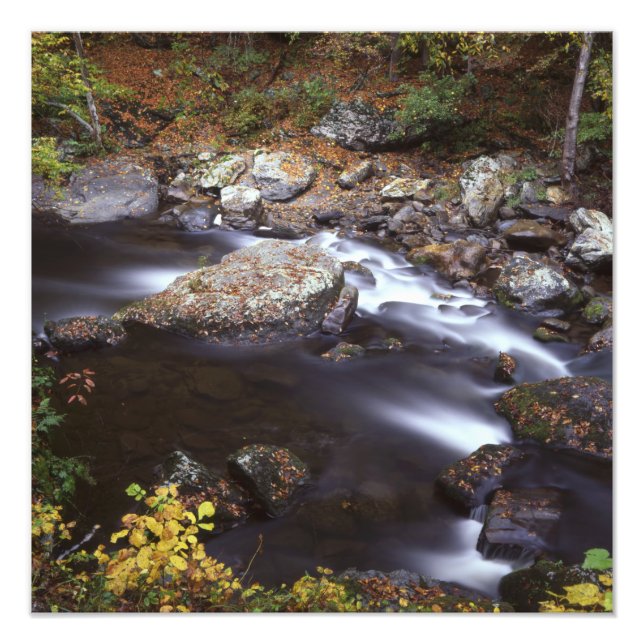 Stream in the Smokies Photo Print (Front)