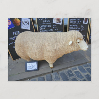 Street Sheep Postcard