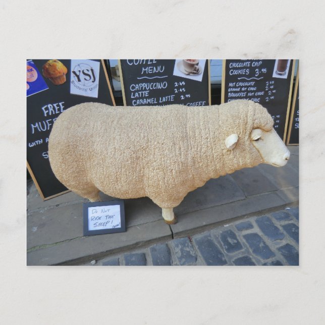 Street Sheep Postcard (Front)