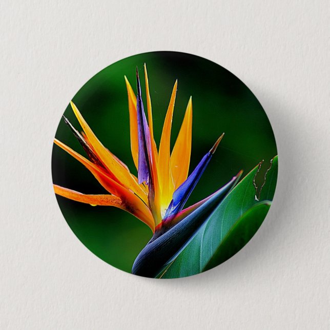 Strelitzia. Bird of paradise flower. 6 Cm Round Badge (Front)