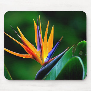 Strelitzia. Bird of paradise flower. Mouse Mat