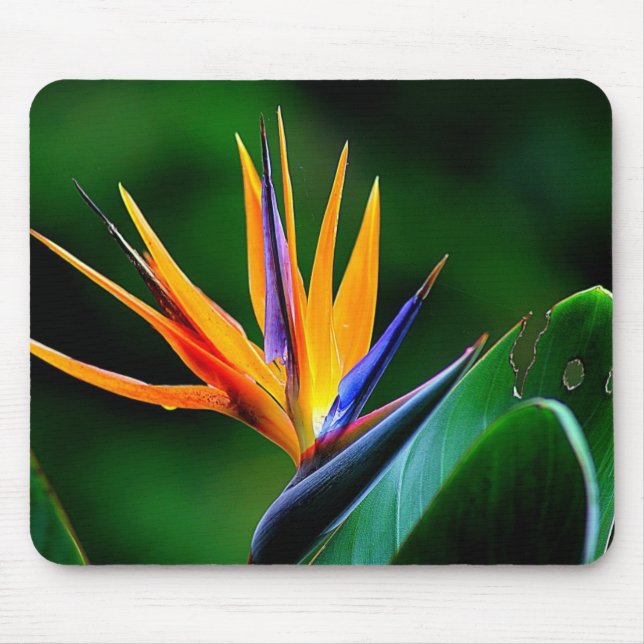 Strelitzia. Bird of paradise flower. Mouse Mat (Front)