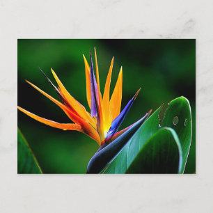 Strelitzia. Bird of paradise flower. Postcard